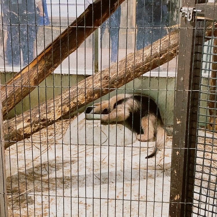 上野動物園：小食蟻獸