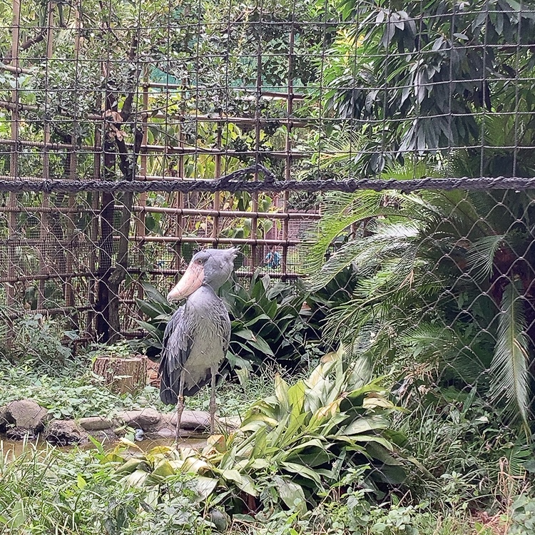 上野動物園：鯨頭鸛